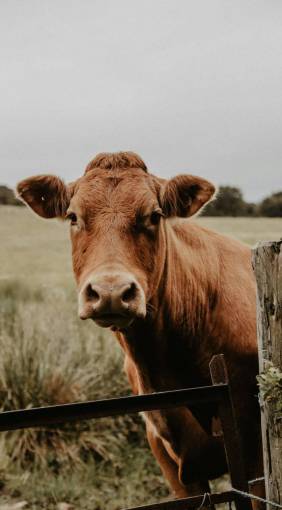 Cows in the Countryside