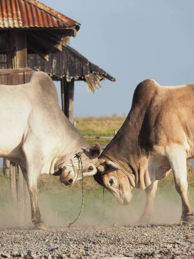 al aire libre Vacas en el campo