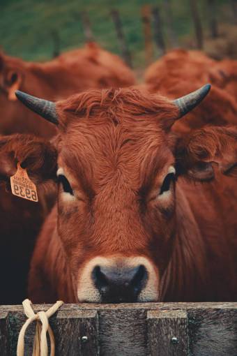 al aire libre Vacas en el campo