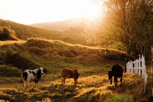 Cows in the Countryside