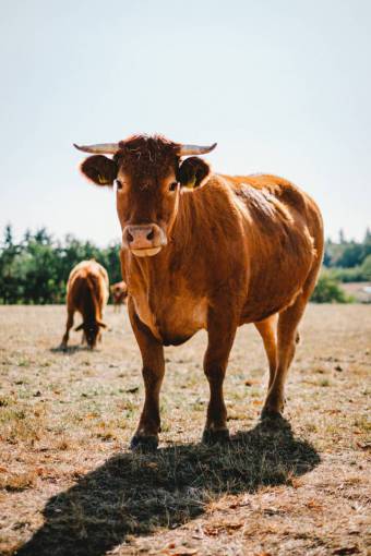 al aire libre Vacas en el campo
