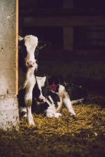 Cows in the Countryside