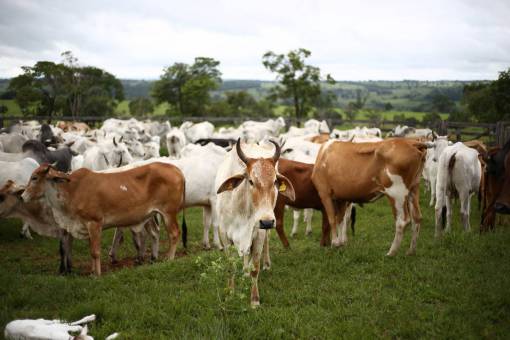 al aire libre Vacas en el campo