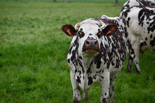 day Cows in the Countryside