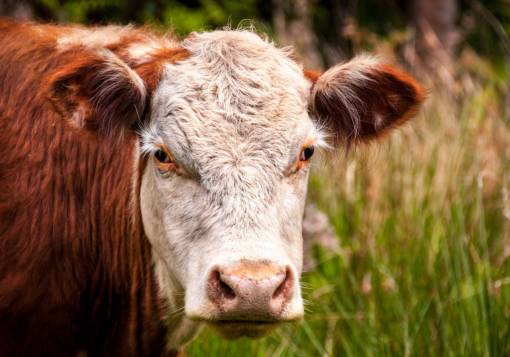 al aire libre Vacas en el campo