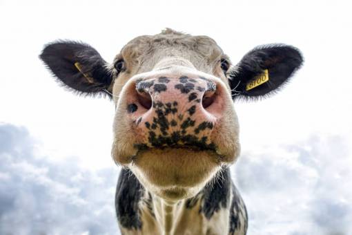 day Cows in the Countryside