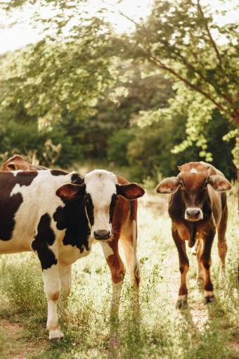 al aire libre Vacas en el campo