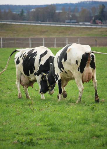 day Cows in the Countryside