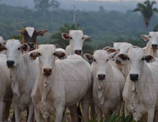 al aire libre Vacas en el campo