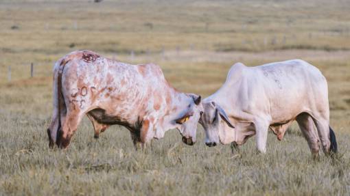 al aire libre Vacas en el campo