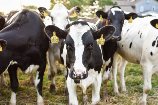 day Cows in the Countryside