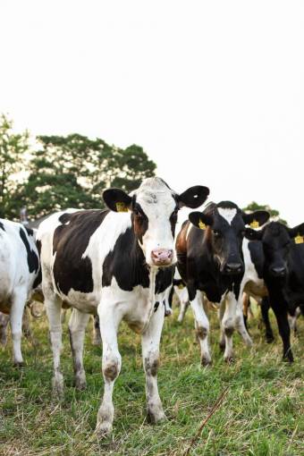 day Cows in the Countryside