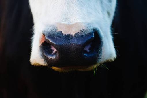 al aire libre Vacas en el campo