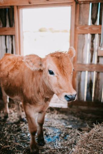 Cows in the Countryside