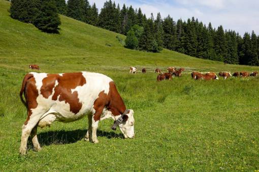 industrias Vacas en el campo