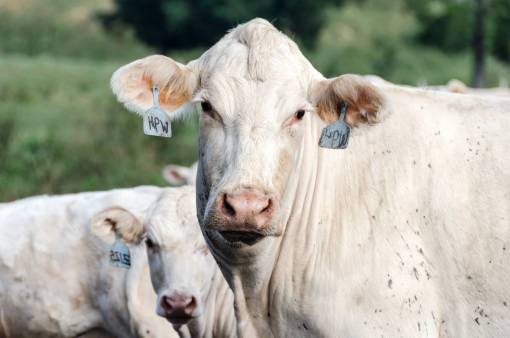 al aire libre Vacas en el campo