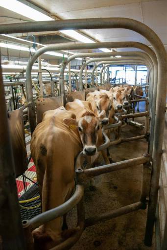 al aire libre Vacas en el campo