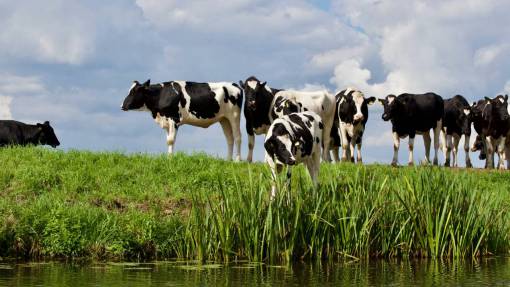 al aire libre Vacas en el campo