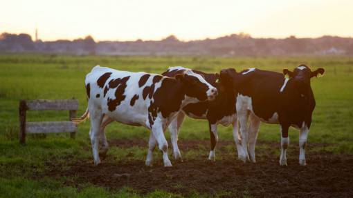 industrias Vacas en el campo