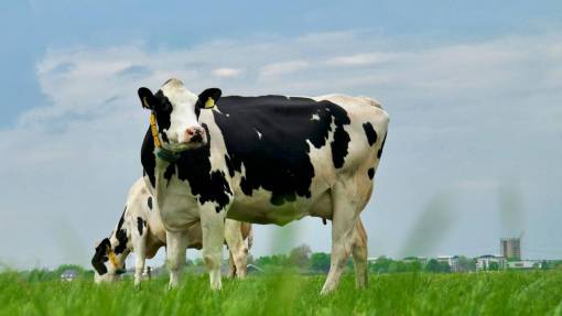 industrias Vacas en el campo