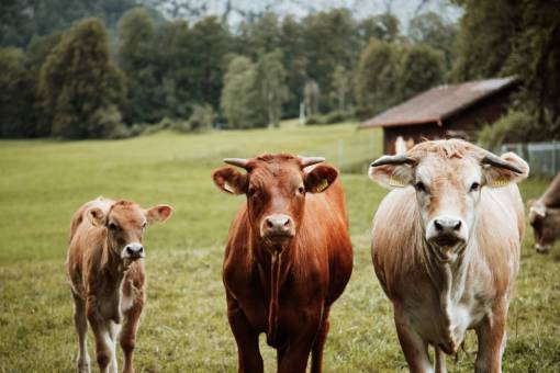 Cows in the Countryside