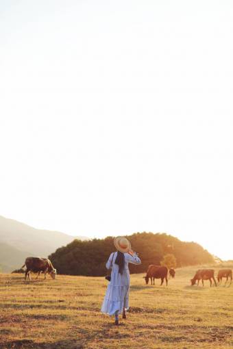 al aire libre Vacas en el campo