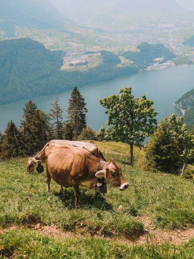 al aire libre Vacas en el campo
