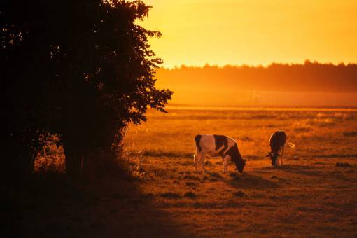 al aire libre Vacas en el campo