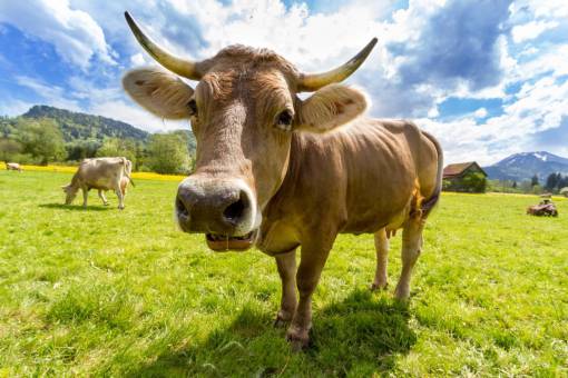 al aire libre Vacas en el campo