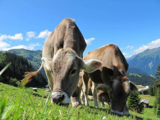 Cows in the Countryside
