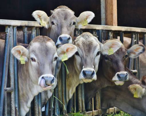 al aire libre Vacas en el campo