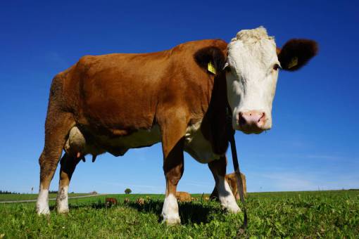 pasture Cows in the Countryside