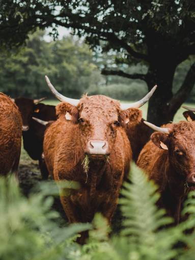 al aire libre Vacas en el campo
