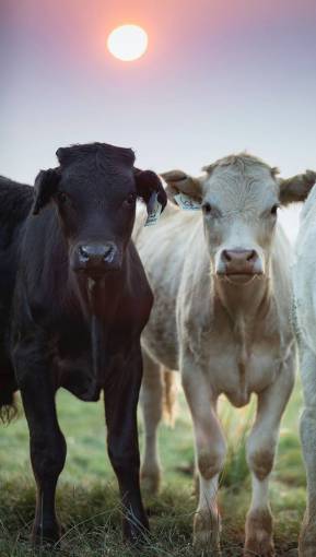 beautiful Cows in the Countryside