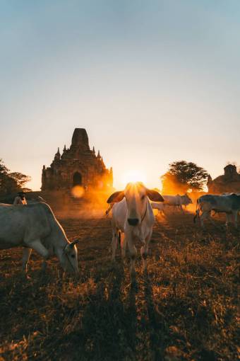 beautiful Cows in the Countryside