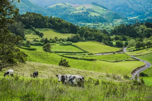 beautiful Cows in the Countryside