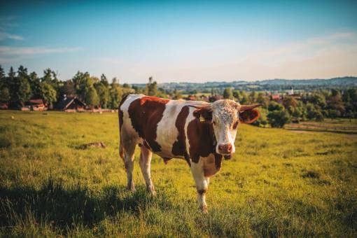 beautiful Cows in the Countryside