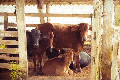 beautiful Cows in the Countryside