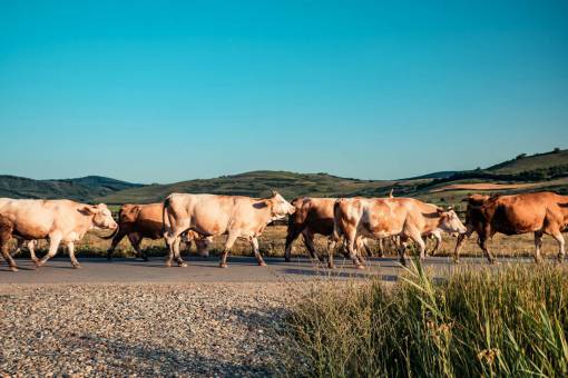 beautiful Cows in the Countryside