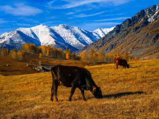 beautiful Cows in the Countryside