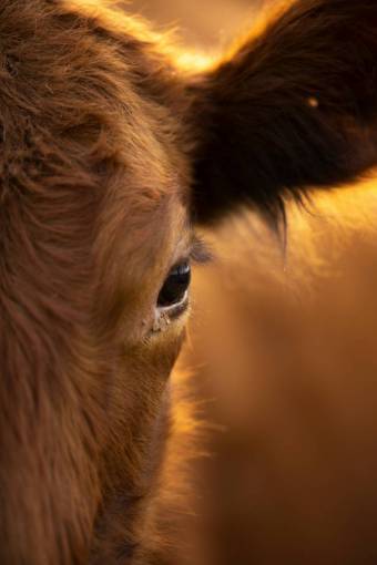 beautiful Cows in the Countryside