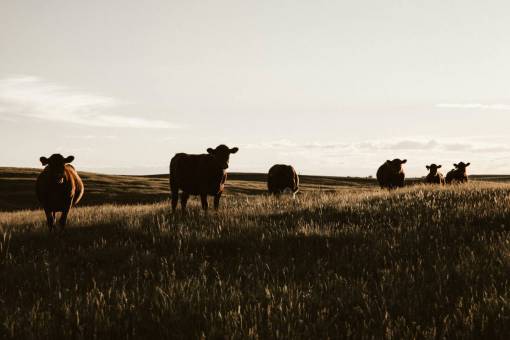 beautiful Cows in the Countryside