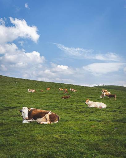 beautiful Cows in the Countryside