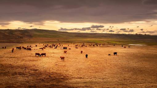 field Cows in the Countryside