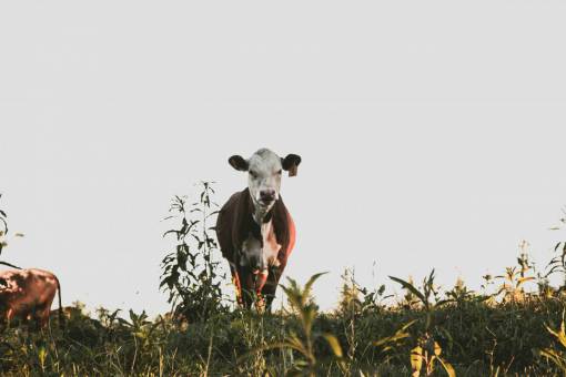 field Cows in the Countryside