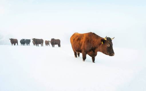 field Cows in the Countryside