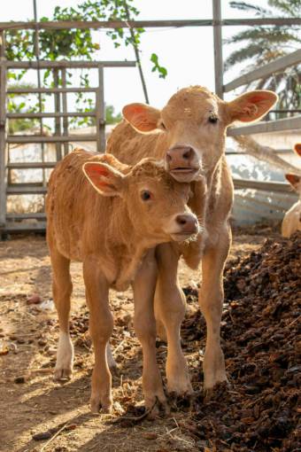 field Cows in the Countryside