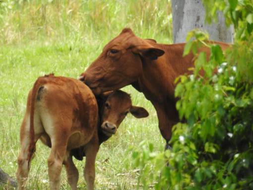 field Cows in the Countryside