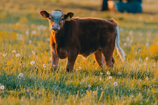 field Cows in the Countryside