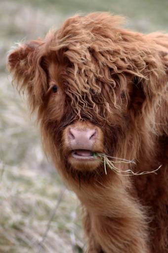 field Cows in the Countryside